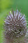 Teasel